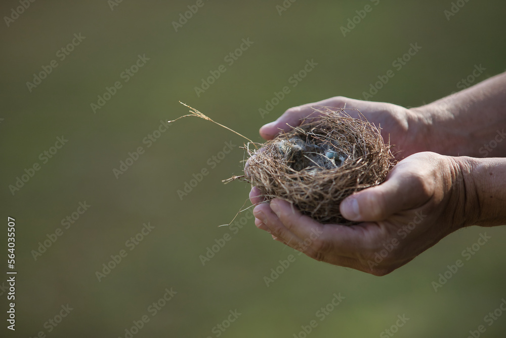 Detail of hands holding an empty bird's nest fallen from a tree. Concept nature, birds, eggs, nest. Selective focus on the nest.