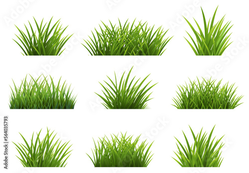 Green Grass Isolated White Background