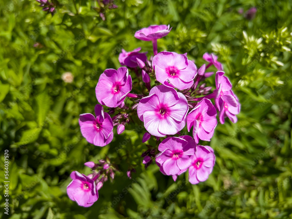 Phlox paniculata is a species of flowering plant in the phlox family. Phlox paniculata is a species of flowering plant in the phlox family.