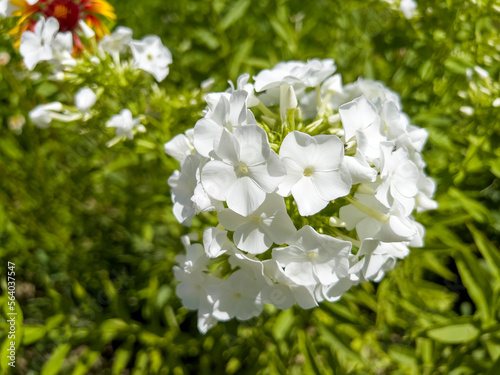 Phlox paniculata is a perennial herbaceous plant, a species of the genus Phlox of the cyanotic family. photo