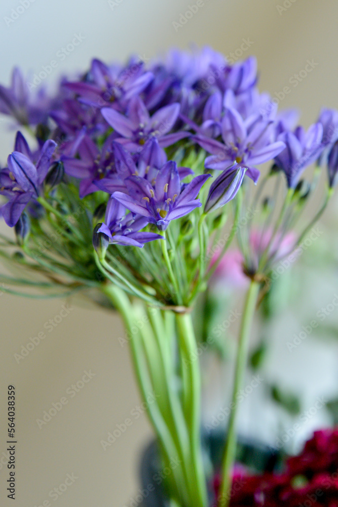 Fototapeta premium Close up of a pretty blue flower