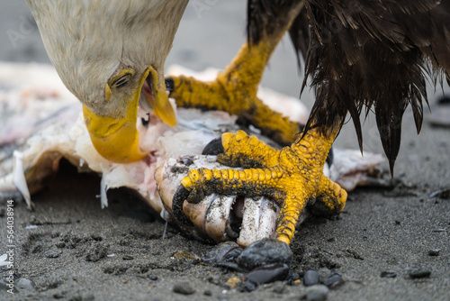 Seeadler