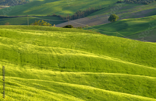 Amazing green rolling hills of Tuscany on a spring day. Val d'Orcia, Italy