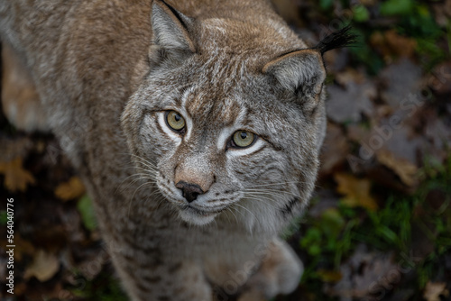 Portrait of an Eurasian Lynx (Lynx lynx)
