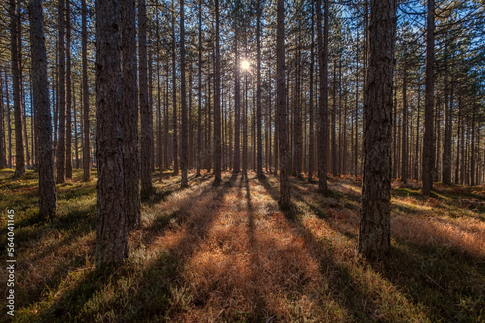 Landscape in pine forest Landscape in pine forest