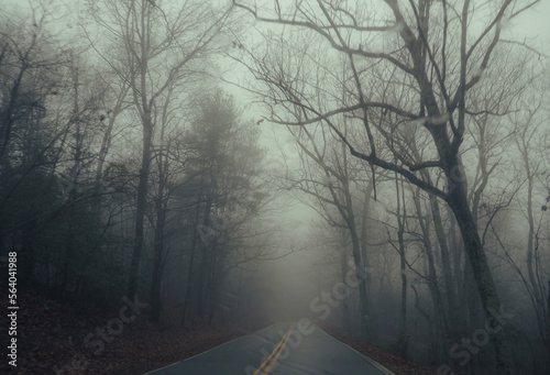 foggy forest road in the morning (ID: 564041988)
