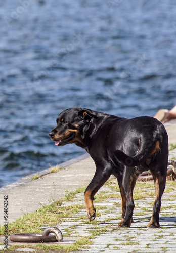 dog in water