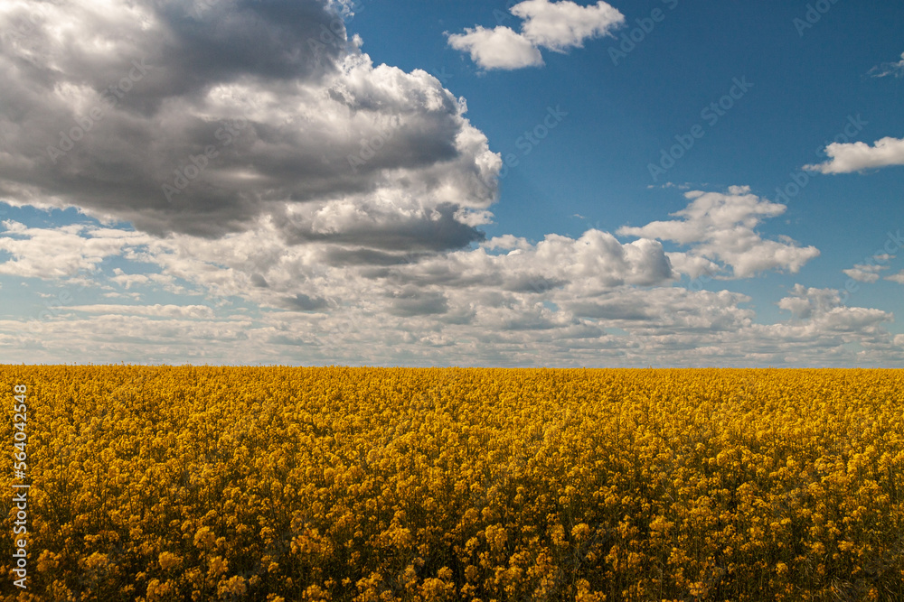 Fototapeta premium Blooming rape field on a spring. Yellow flowers and blue sky.