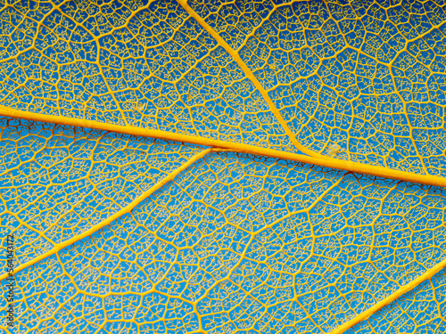 leaf texture, leaf background with veins and cells - macro photography