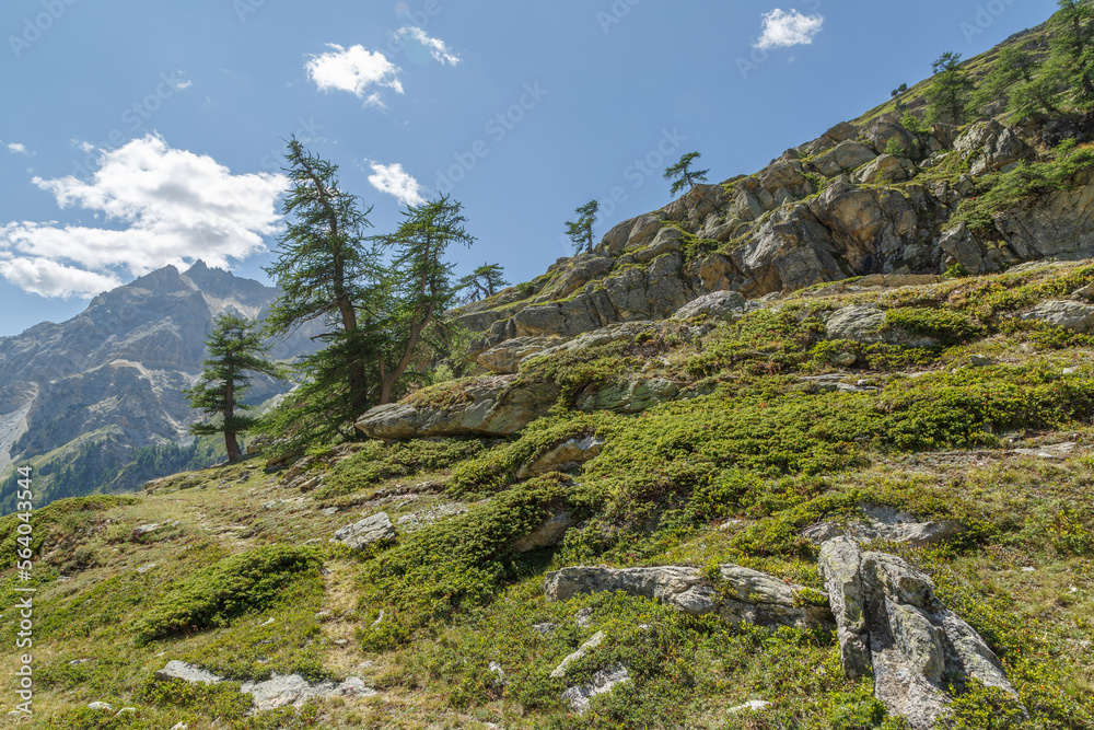 Mélèzes d'Europe sur le site naturel du Mont Thabor dans les Alpes françaises en été 