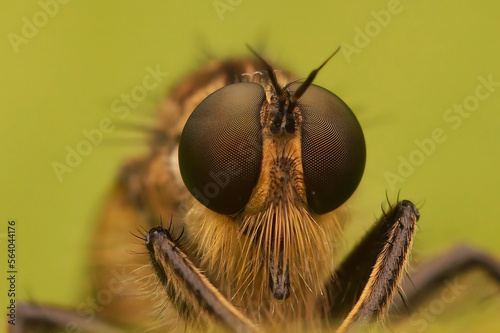 Facial closeup on a hairy Golden-tabbed Robberfly, Eutolmus rufibarbis against a green blurred background © Henk