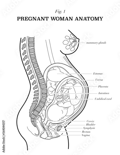 Pregnant woman anatomy