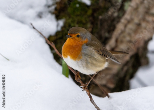 European robin in Snow