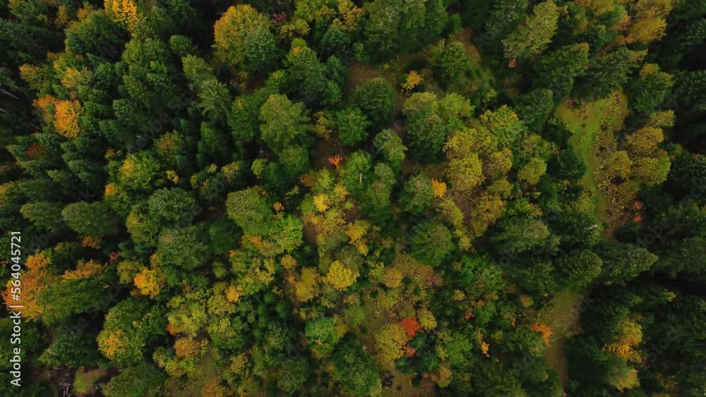 Aerial top down view. Fall colors of mixed countryside woodland, green conifers, yellow deciduous trees. Drone flies over treetops colorful texture Aerial top down view. Fall colors of mixed countryside woodland, green conifers, yellow deciduous trees. Drone flies over treetops colorful texture