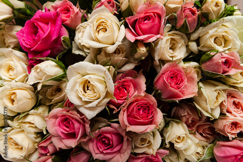 Pink roses background. Concept for Valentines Day, Mother Day or wedding © Katrin
