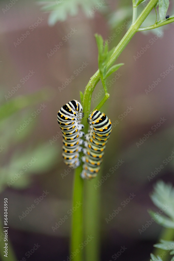 Swallowtail caterpillars eating carrot stems