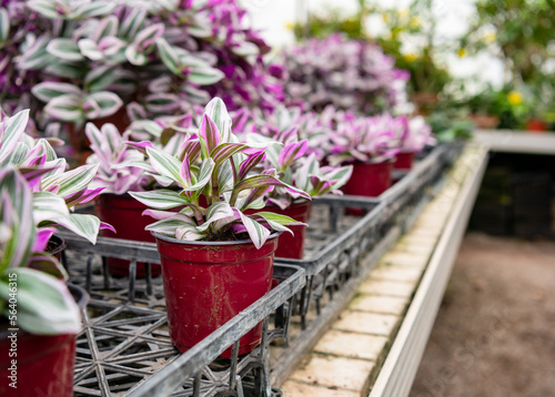 Potted tradescantia nanouk, also known as fantasy venice, shown on a table in a greenhouse.  In the background are other plants at the greenhouse.