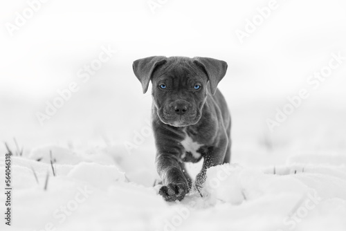 Bandog puppy in snow