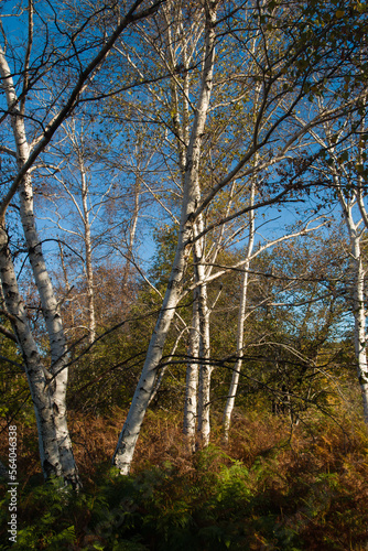 View of birches forest in the natural park of Manziana, Lazio