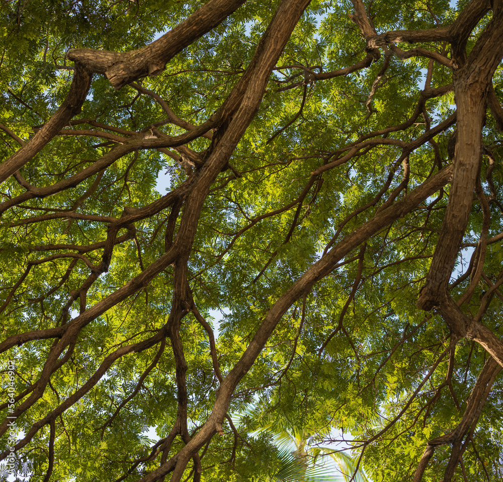 Banyan Tree Branches and Green Leaf Canopy. Banyan Tree Branches and Green Leaf Canopy.