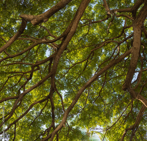 Banyan Tree Branches and Green Leaf Canopy.