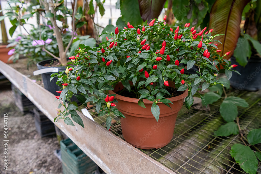 A potted ornamental pepper plant shown with bright red peppers ready for use. Other plants and trees are shown in the background at the greenhouse.