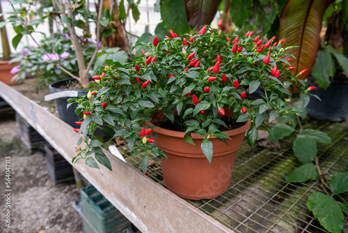 Fototapeta Naklejka Na Ścianę i Meble -  A potted ornamental pepper plant shown with bright red peppers ready for use. Other plants and trees are shown in the background at the greenhouse.