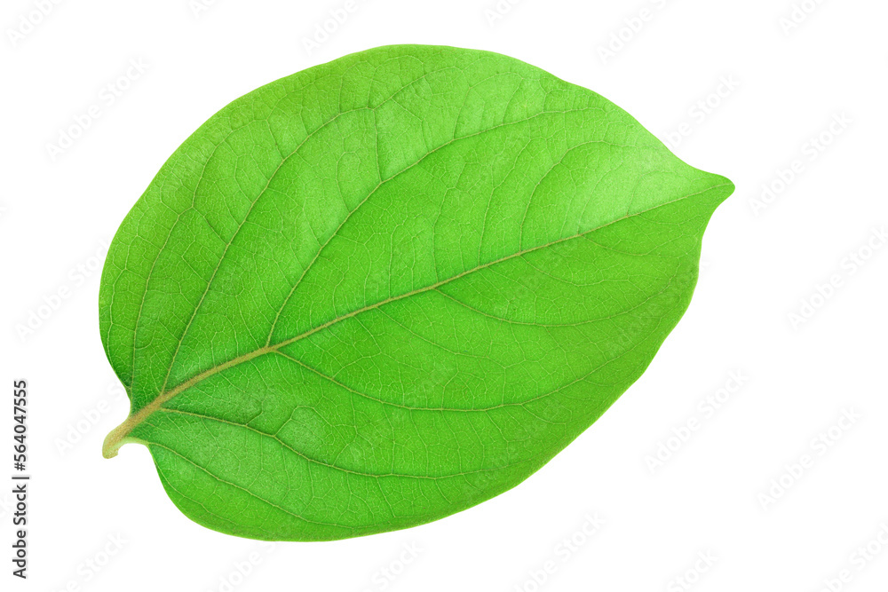 Obraz premium leaf of persimmon fruit isolated on white background with full depth of field. Top view. Flat lay.
