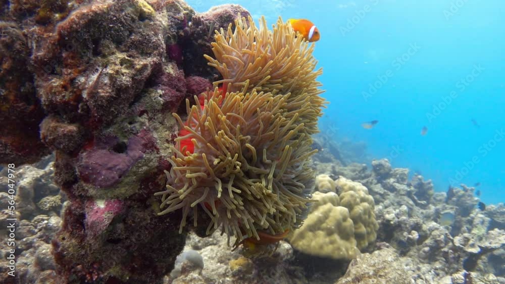 Waving tentacles of colorful sea anemone and clownfishes. Slow motion Waving tentacles of colorful sea anemone and clownfishes. Slow motion