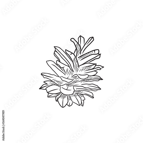 Realistic pine cone in black isolated on white background. Hand drawn vector sketch illustration in doodle outline vintage engraved style. Forest concept, winter, autumn, greeting card.