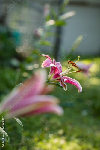 Pink asiatic lilies in garden