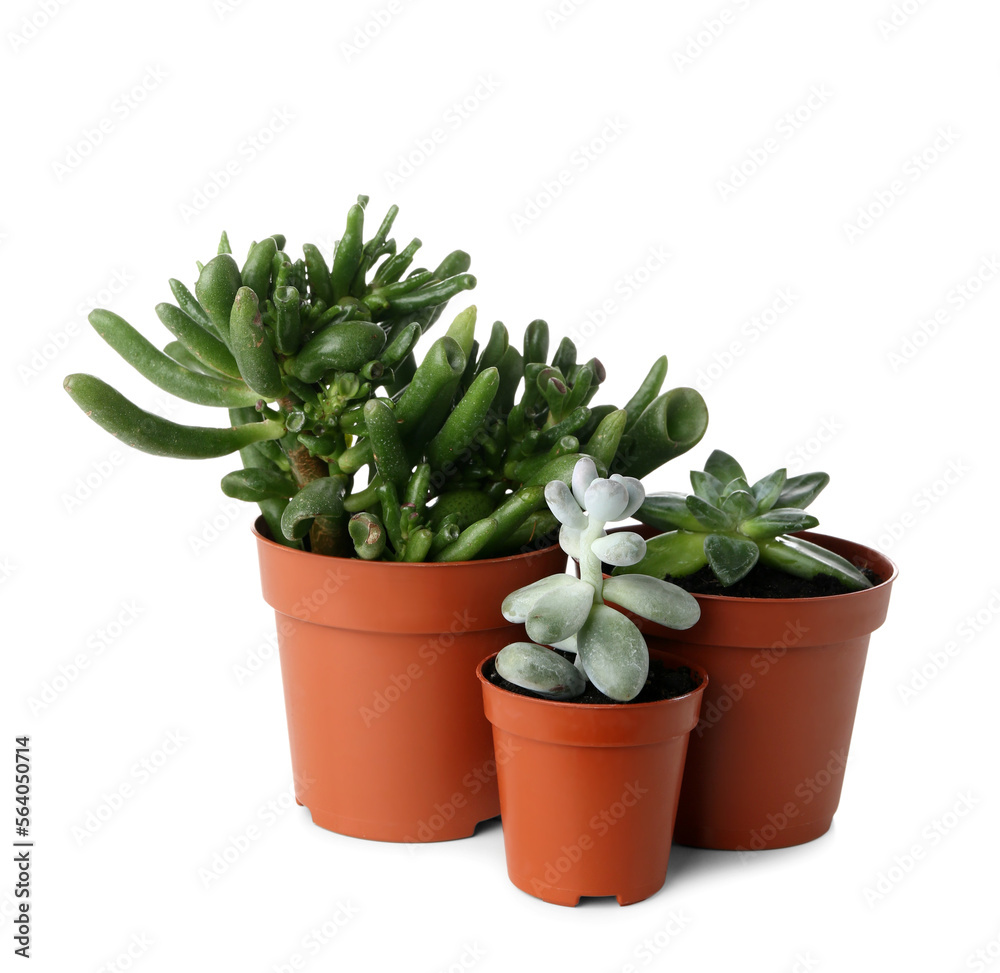 Succulent plants in pots on white background Succulent plants in pots on white background