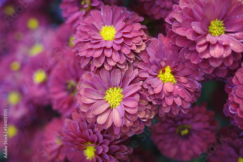 close up of pink and yellow chrysanthemum