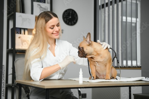 cheerful young veterinary taking care and examining a beautiful pet dog french bulldog