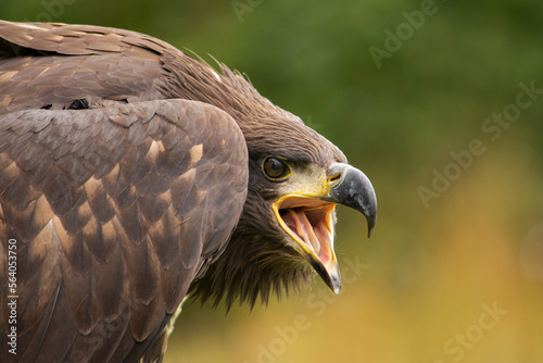 portrait of an eagle