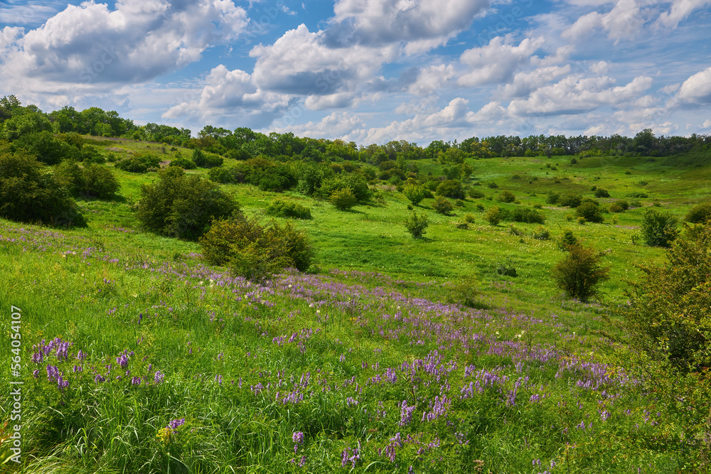 fields of Ukraine, grains sky, green grass