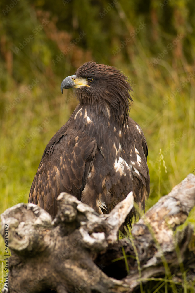 portrait of a eagle portrait of a eagle