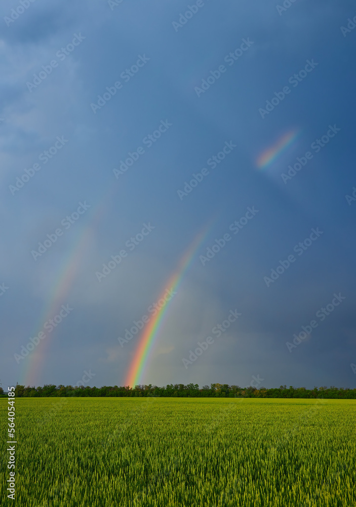 Double bright colorful rainbow in front of gloomy ominous clouds above an agricultural field planted Double bright colorful rainbow in front of gloomy ominous clouds above an agricultural field planted