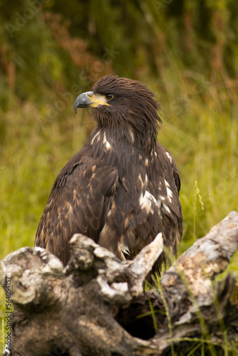 portrait of a eagle