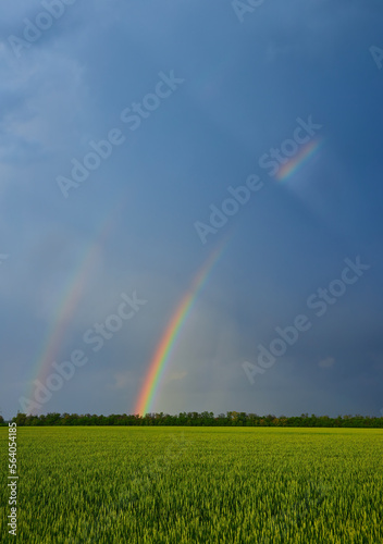 Double bright colorful rainbow in front of gloomy ominous clouds above an agricultural field planted