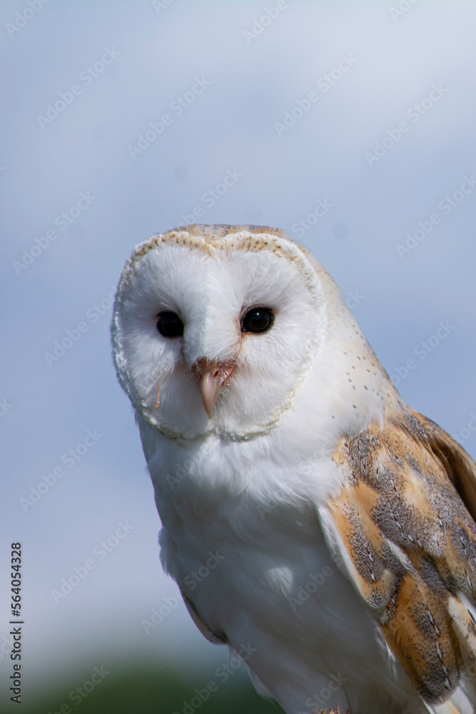 Obraz premium barn owl on a branch