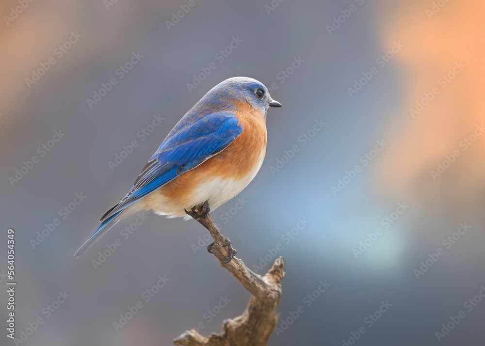 bluebird on branch against afternoon sky