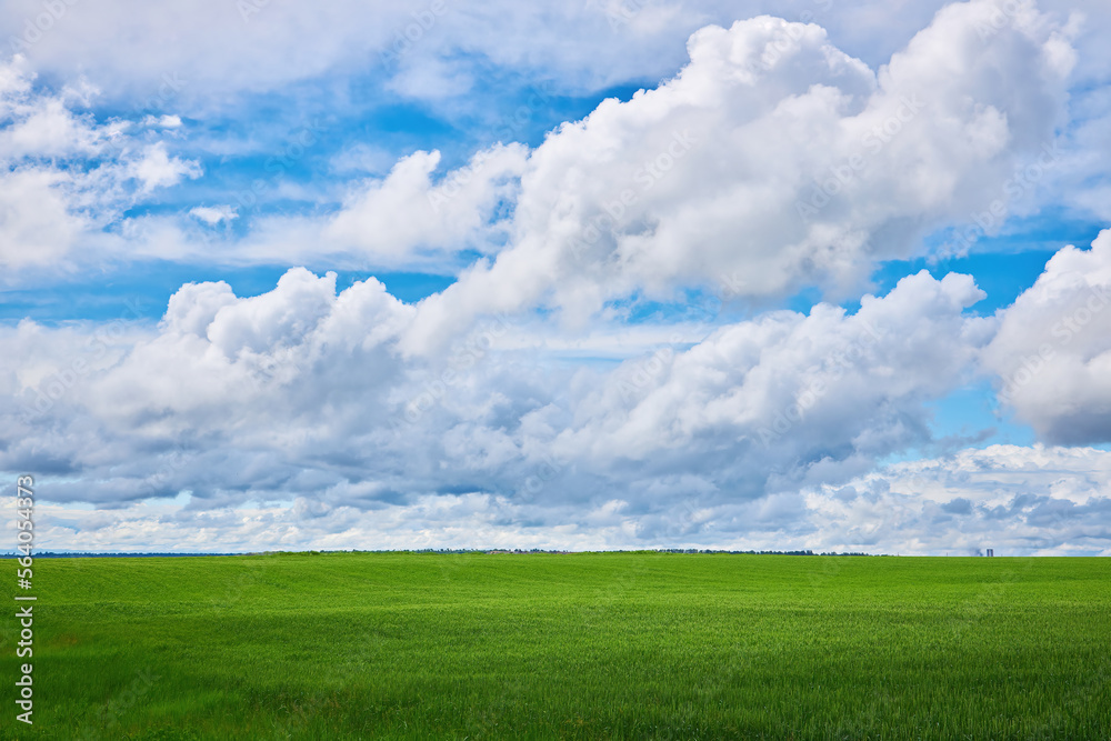 Green wheat field and blue cloudy sky. Green wheat field and blue cloudy sky.