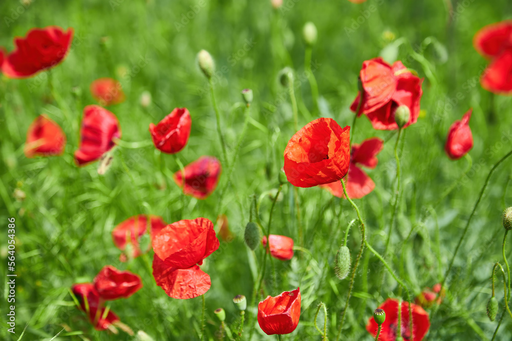 The huge field of red poppies flowers. Sun and clouds. The huge field of red poppies flowers. Sun and clouds.