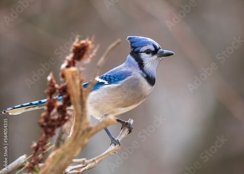Fotografia, Obraz blue jay on branch