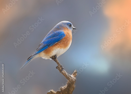 bluebird on branch against afternoon sky © Hal Moran