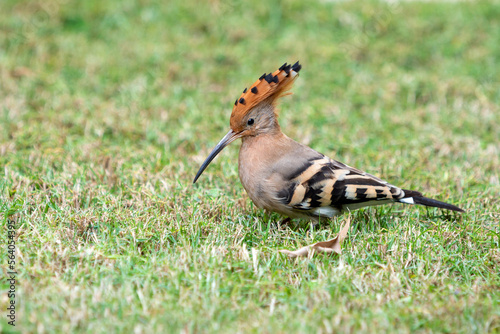 Hoopoe is looking for insects in the grass