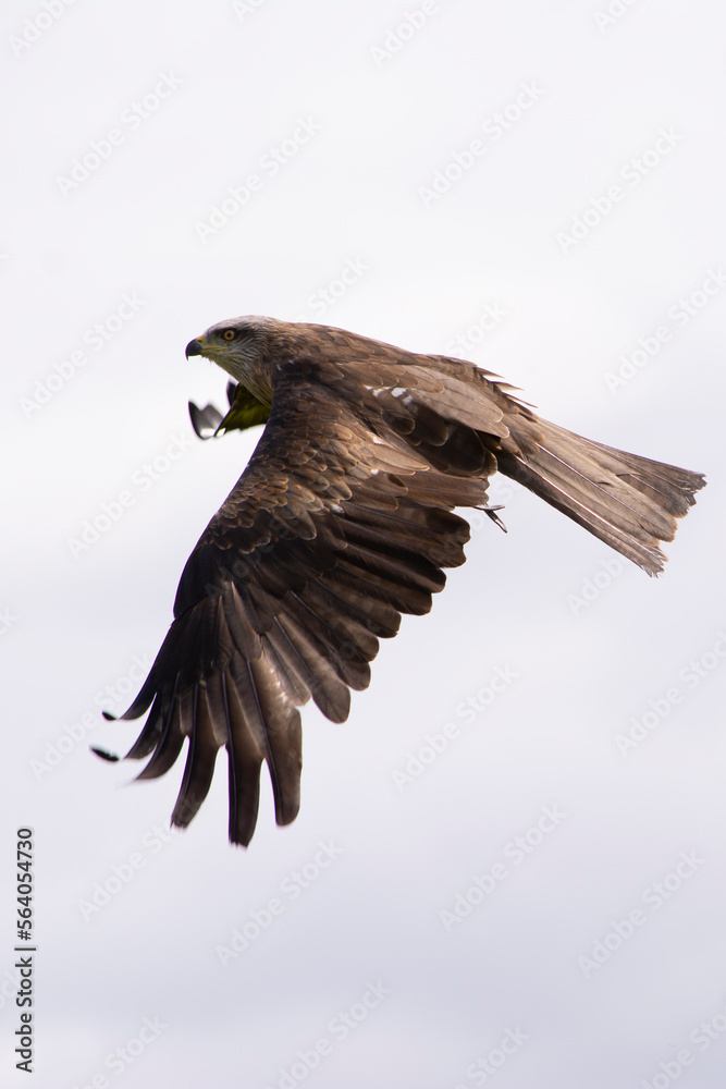 Obraz premium red kite