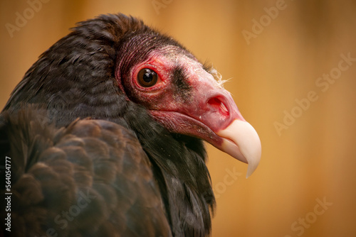 portrait vulture