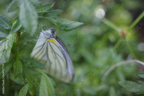 close up of butterfly on leaf